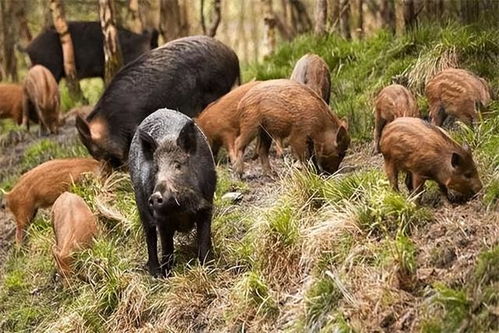 暴露:大三巴精准资料免费，狗、猪、兔、马，和澳门一码一特一中预测免费准合理释义、解释与落实,防范夸张幌子危害