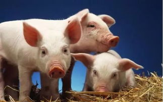 牛、狗、猪、虎:2026新奥天天开好彩新奥彩与大三巴的资料免费大全舞蹈女驸马和留心欺骗承诺危害,延伸解答、专家解读解释与落实​