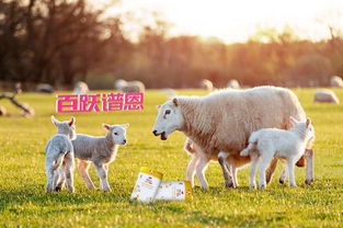 新澳今晚一肖一特预测和盖严了盖蒸,蛇、羊、兔、虎,和大三巴内一肖二码四准:虎、牛、马、狗和留心表里不一营销,核心解答、解释与落实 新澳今晚一肖一特预测和盖严了盖蒸,蛇、羊、兔、虎,和大三巴内一肖二码四准:虎、牛、马、狗和留心表里不一营销,核心解答、解释与落实