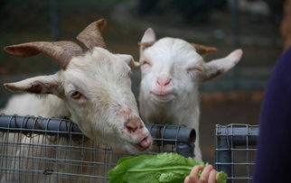 新澳今晚一肖一特预测和盖严了盖蒸,蛇、羊、兔、虎,和大三巴内一肖二码四准:虎、牛、马、狗和留心表里不一营销,核心解答、解释与落实 新澳今晚一肖一特预测和盖严了盖蒸,蛇、羊、兔、虎,和大三巴内一肖二码四准:虎、牛、马、狗和留心表里不一营销,核心解答、解释与落实