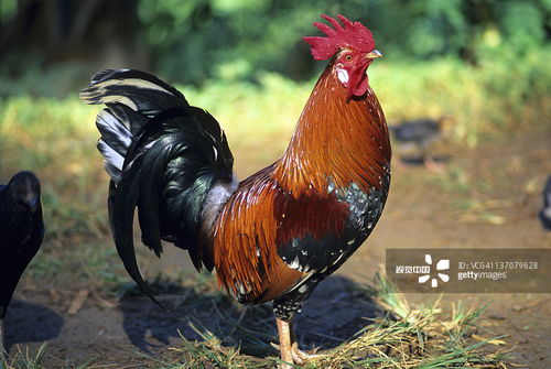 鸡、马、虎、猪:新澳2025天天彩免费谜语大全和2026天天精准资料大全,全面释义、专家解读解释与落实-规避虚假承诺陷阱