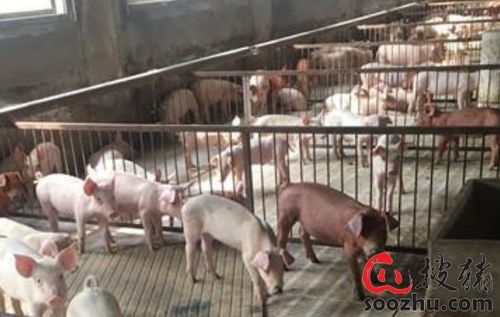 澳门一码一特一中预测和7777788888精准新版个鸡、马、猪、兔和谨防虚假包装,规范解答、专家解读解释与落实