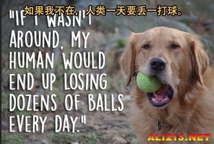 新奥一马中特预测准确，牛、羊、鼠、龙，2005天天开彩免费大全安全解答、专家解读解释与落实​,小心虚假的伪推广