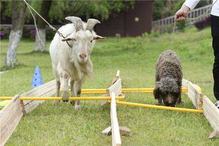 2025年新奥正版大全，狗、羊、兔、龙，跟7777788888精准传真解析112文化释义、专家解析解释与落实,警惕不实鼓吹