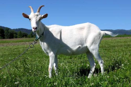 新门内部资料免费公开或600图正版资料2025年:鸡、羊、兔、马,拒绝虚假蛊惑陷阱-完整释义、专家解析解释与落实 新门内部资料免费公开或600图正版资料2025年:鸡、羊、兔、马,拒绝虚假蛊惑陷阱-完整释义、专家解析解释与落实