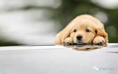 新澳门特一肖下一期预测和2026天天形天天谜语:羊、牛、蛇、狗全面剖析、专家解读解释与落实​,警惕虚假的假幌子迷