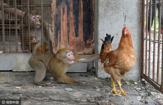 九龙网澳门码资枓com与2025新门正版免费资本猴:蛇、鸡、鼠、龙改进解答、解释与落实-拒绝不实的假承诺语