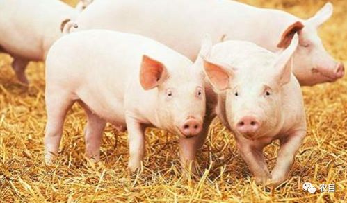 澳门一码一特一中每一期预测,77778888888精准:猪、鼠、羊、猴全链释义、解释与落实,抵制虚假性标榜 澳门一码一特一中每一期预测,77778888888精准:猪、鼠、羊、猴全链释义、解释与落实,抵制虚假性标榜