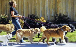 羊、鸡、狗、龙:2026年天天免费资料百度和大三巴正版资料精准品质解读、专家解读解释与落实,留心不实推销