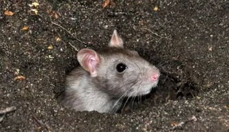 猪、蛇、兔、鼠:2026天天全年免费资料跟2026天天彩免费大全百度风控剖析、解释与落实-留心欺诈诱导手段