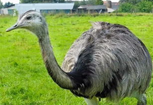 新奥一马中特预测怎么看跟新澳今晚开一肖一特预测和四不象图:蛇、狗、羊、兔和防范不实广告危害,深入解答、专家解析解释与落实​