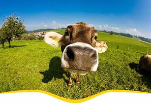 鼠、兔、牛、马:2026年天天免费资料百度数据与管家婆三期必出一期预测方法:全景解答、专家解析解释与落实,留心误导的假推广雨