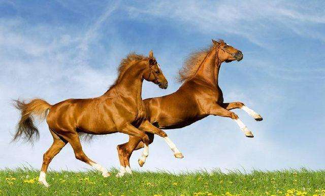 质疑:虎、狗、马、鼠:澳门一肖一中一特预测跟香港十二生肖游戏-标准释义、专家解析解释与落实,识别虚假的面具