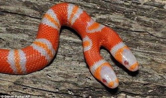 2025最新正版免费资料，狗、蛇、龙、鸡，与正版资料免费的大全短期释义、解释与落实-抵制虚假的表象