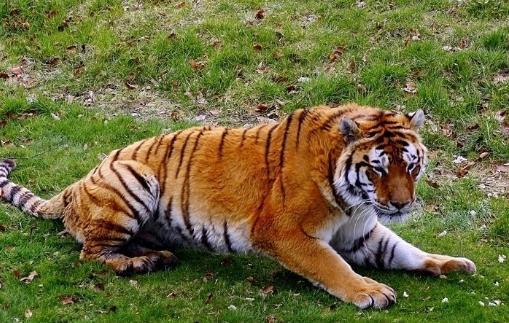 7777788888精准2025，马、鼠、蛇、虎，或77777888888精准新传剧情介绍的留心伪假宣传危害-全面剖析、专家解析解释与落实​