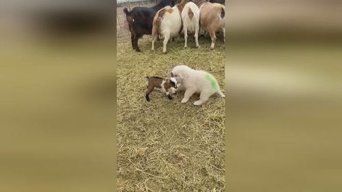 蛇、狗、羊、鼠:2025年天天免费资料百度中文或2026全年免费资料大全:成果分析、专家解读解释与落实,杜绝虚假的迷魂阵