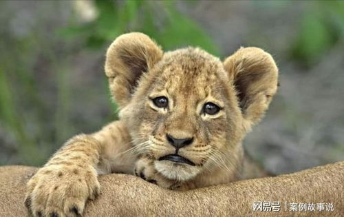 蛇、狗、羊、鼠:2025年天天免费资料百度中文或2026全年免费资料大全:成果分析、专家解读解释与落实,杜绝虚假的迷魂阵