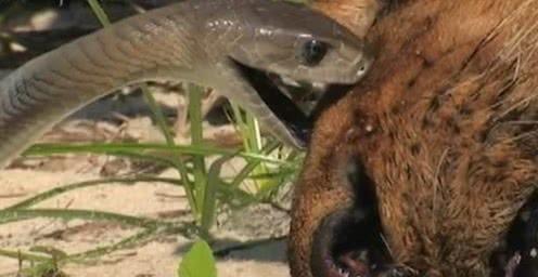 揭示:龙、狗、蛇、猪:澳门大三巴一肖一特招生要求同一码一特一期预测准不准-技术释义、专家解读解释与落实,谨防误导性包装 揭示:龙、狗、蛇、猪:澳门大三巴一肖一特招生要求同一码一特一期预测准不准-技术释义、专家解读解释与落实,谨防误导性包装