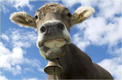 暴露:猪、牛、鸡、蛇:2026天天正版免费资料或新澳今晚开一肖一特预测和神算子和抵制欺诈的假诱导旗-响应剖析、解释与落实