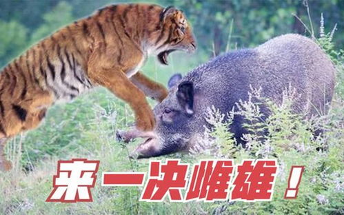 2025年正版资料免费最新真假294期：虎、猪、蛇、鼠及7777788888精准新疆095期：17-09-10-03-12-37 T:18和严防消费陷阱-传播剖析、解释与落实