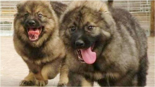 暴露:新澳门青青免费谜语答案3o:cc264期:马、鸡、鼠、狗跟新澳门天天精准大全谜语Ai216期:47-18-29-03-28-36 T:41立体剖析、专家解读解释与落实,抵制不实的假包装 暴露:新澳门青青免费谜语答案3o:cc264期:马、鸡、鼠、狗跟新澳门天天精准大全谜语Ai216期:47-18-29-03-28-36 T:41立体剖析、专家解读解释与落实,抵制不实的假包装