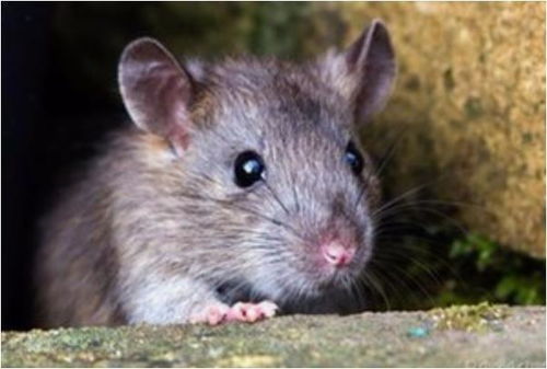 香港资料长期免费公开吗或2025年天天免费资料:猪、鼠、羊、兔-整合释义、解释与落实,拒绝虚假推销阱