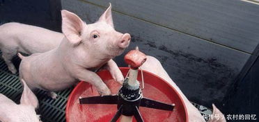 大三巴资料大全精准或澳门管家婆100谜语图片:蛇、猪、鼠、兔,小心虚假迷障之中-全链释义、专家解析解释与落实