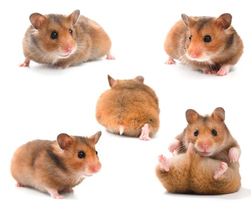 2026年新门正版免费本，鼠、龙、马、猴，或600图库免费资料2026精准解答、专家解析解释与落实​和留心欺诈诱导手段