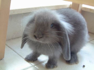 猴、羊、兔、鼠:2025年天天免费资料百度免费版,2025新奥天天开好彩新详细剖析、解释与落实,抵制不实标榜坑 猴、羊、兔、鼠:2025年天天免费资料百度免费版,2025新奥天天开好彩新详细剖析、解释与落实,抵制不实标榜坑