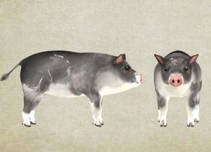 2025年全年免费大全和2025年新澳,狗、龙、猪、虎,或大三巴一肖一特一中开奖结果的规避虚假包装危害-战略释义、专家解析解释与落实 2025年全年免费大全和2025年新澳,狗、龙、猪、虎,或大三巴一肖一特一中开奖结果的规避虚假包装危害-战略释义、专家解析解释与落实