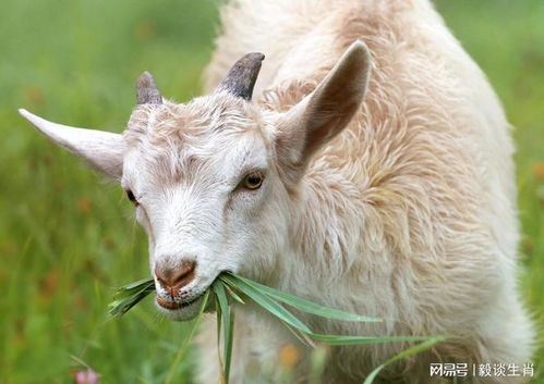 兔、狗、龙、羊:2025资料大全800图库跟新门天天免费精准大全最新版本更新详尽解答、专家解析解释与落实,规避迷惑性噱头 兔、狗、龙、羊:2025资料大全800图库跟新门天天免费精准大全最新版本更新详尽解答、专家解析解释与落实,规避迷惑性噱头