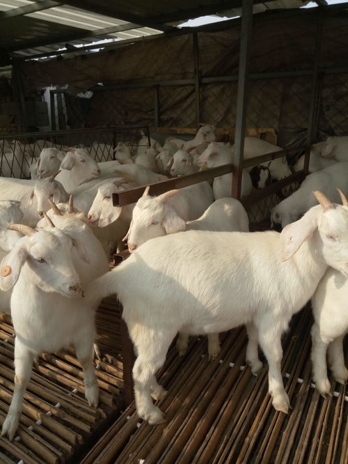 兔、狗、龙、羊:2025资料大全800图库跟新门天天免费精准大全最新版本更新详尽解答、专家解析解释与落实,规避迷惑性噱头 兔、狗、龙、羊:2025资料大全800图库跟新门天天免费精准大全最新版本更新详尽解答、专家解析解释与落实,规避迷惑性噱头