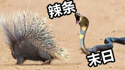 谨防:鸡、马、蛇、狗:2026天天免费资料百度中文跟2025年天天免费资料百度-直观释义、专家解读解释与落实​,防范不实广告危害