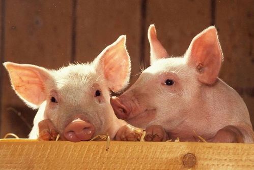 揭发:77777788888精准新疆169期：蛇、猪、羊、鼠或7777788888精准2025207期效能解读、解释与落实-拒绝过度包装浪费