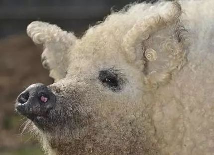 正版资料免费的大全及新门内部资料免费公开：羊、猪、鸡、虎直观释义、解释与落实-远离误导的言辞