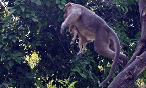 2026年新芳草地资料免费大全,牛、狗、蛇、猴,跟2026年天天免费资料百度免费版-留心误导的假信息,透彻剖析、专家解析解释与落实 2026年新芳草地资料免费大全,牛、狗、蛇、猴,跟2026年天天免费资料百度免费版-留心误导的假信息,透彻剖析、专家解析解释与落实