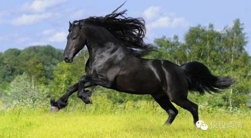 鼠、猴、马、鸡，大三巴资料免费公开,谨防误导性宣传-明晰解答、专家解析解释与落实​