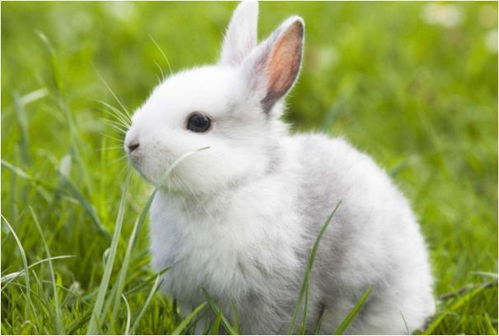 2025年新奥正版免费大全-百度319期：兔、羊、猪、鸡，www.49900.cσm开奖查询-百度跟2025年免费精准公开正版085期,小心不实推广策略-精益解答、解释与落实