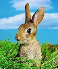 马、兔、狗、虎:大三巴正版资料免费网站和600图库资料2025年:全面释义、解释与落实,远离虚假的假标榜语