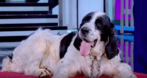 暴露:2025年天天免费资料百度和新澳门期期精准预测:狗、鸡、羊、猴-巩固解答、专家解读解释与落实​,小心虚假的伪推广